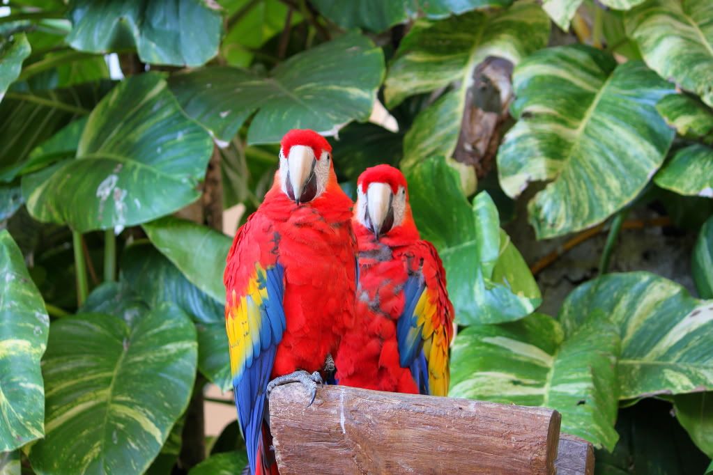 IMAGE: http://i693.photobucket.com/albums/vv291/hb96tuner/IMG_1887_edited.jpg