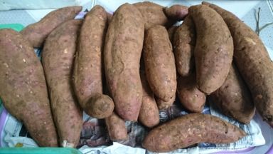 Traicayngon-Cam xoàn, bưởi da xanh Bến Tre, bơ booth... hái tại vườn có hình ảnh vừơn - 13