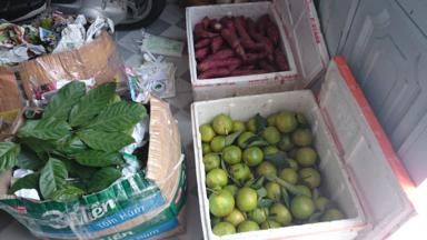 Traicayngon-Cam xoàn, bưởi da xanh Bến Tre, bơ booth... hái tại vườn có hình ảnh vừơn - 2