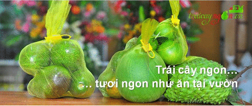 Traicayngon-Cam xoàn, bưởi da xanh Bến Tre, bơ booth... hái tại vườn có hình ảnh vừơn