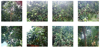 Traicayngon-Cam xoàn, bưởi da xanh Bến Tre, bơ booth... hái tại vườn có hình ảnh vừơn - 20