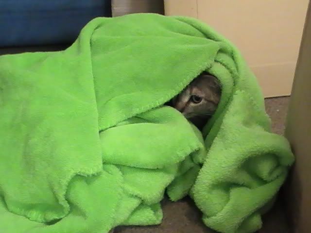 PIC_1268.jpg
