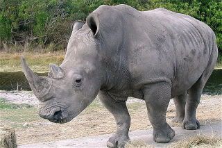 http://i693.photobucket.com/albums/vv296/goumas13/800px-Ceratotherium_simum_kwh_2.jpg