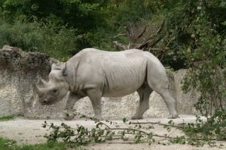 http://i693.photobucket.com/albums/vv296/goumas13/800px-Ostafrikanisches_Spitzmaulnas.jpg
