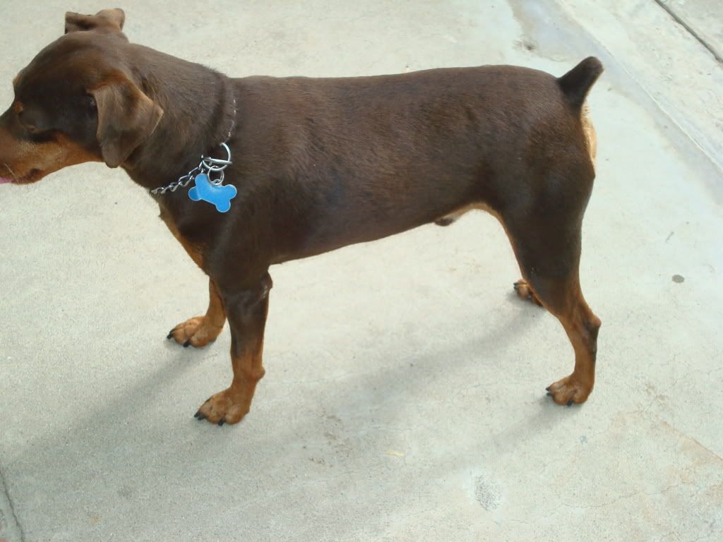 Aki our Daddt Mini Doberman Pinscher Image Aki our Daddt Mini Doberman Pinscher Image
