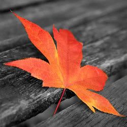 color splash Pictures, Images and Photos