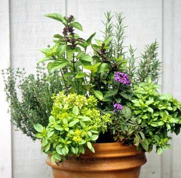 35 Herb Container Gardens ~ Pots & Planters {Saturday Inspiration ...