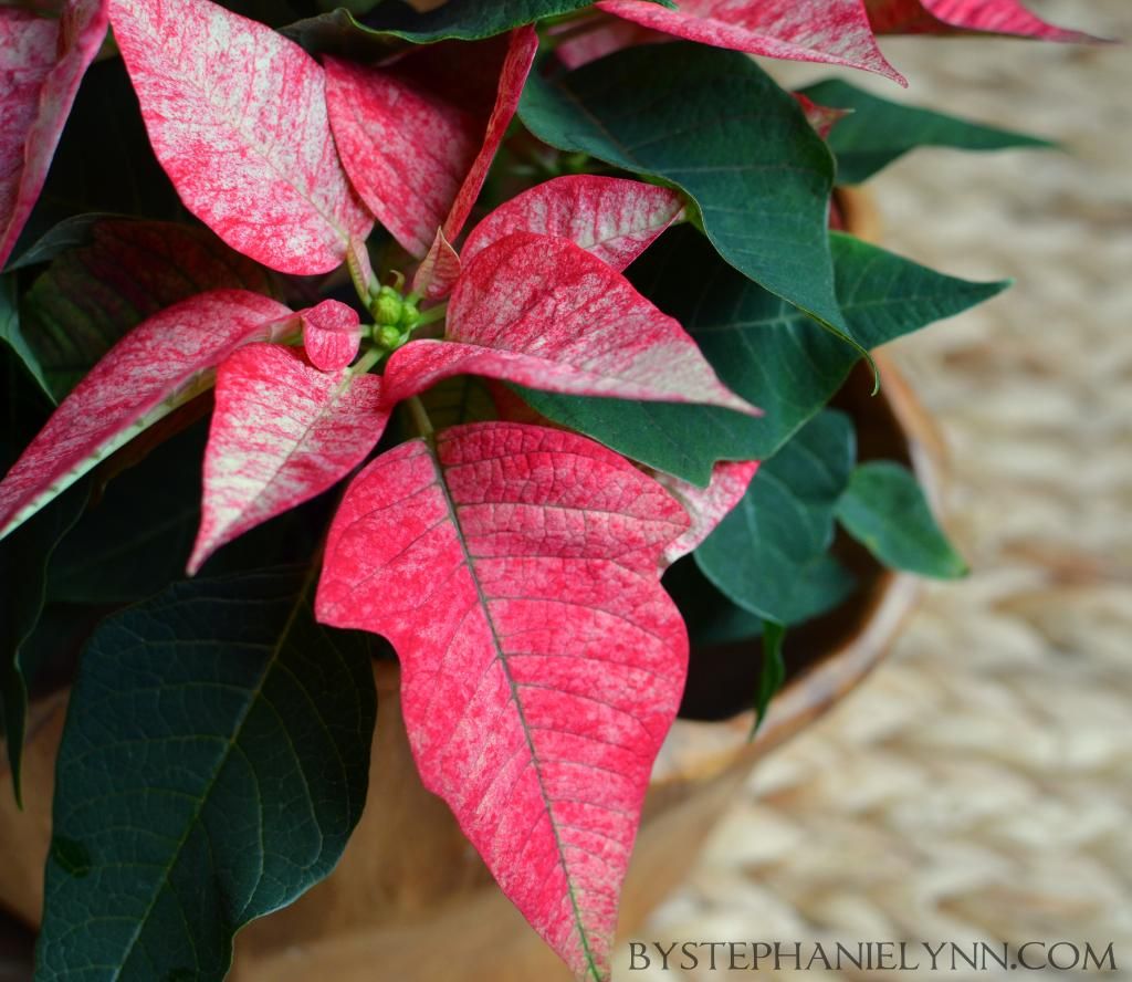 Tips for Taking Care of Holiday Poinsettia Plants: Tuesday Ten - bystephanielynn