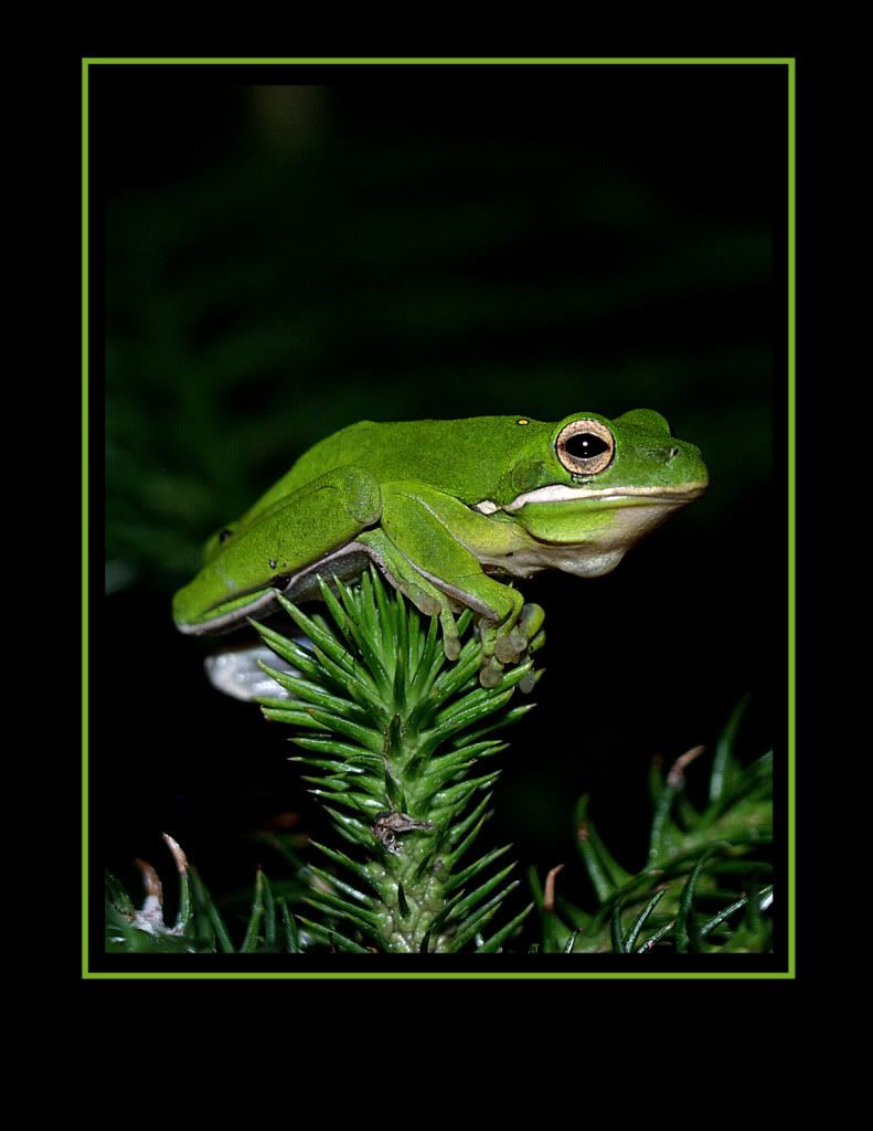 Green Tree Frog On Norfolk Pine Pictures, Images and Photos