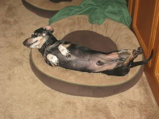 birdbath001.jpg picture by mydriene