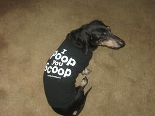 dogs001.jpg picture by mydriene