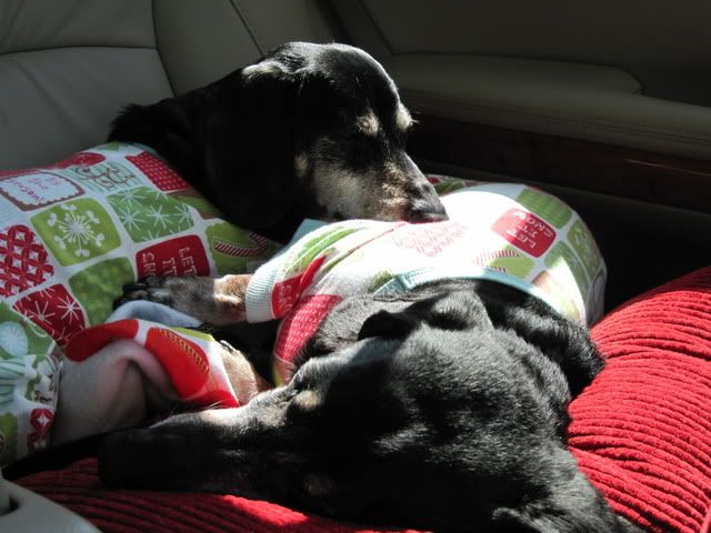 march272010027.jpg picture by mydriene