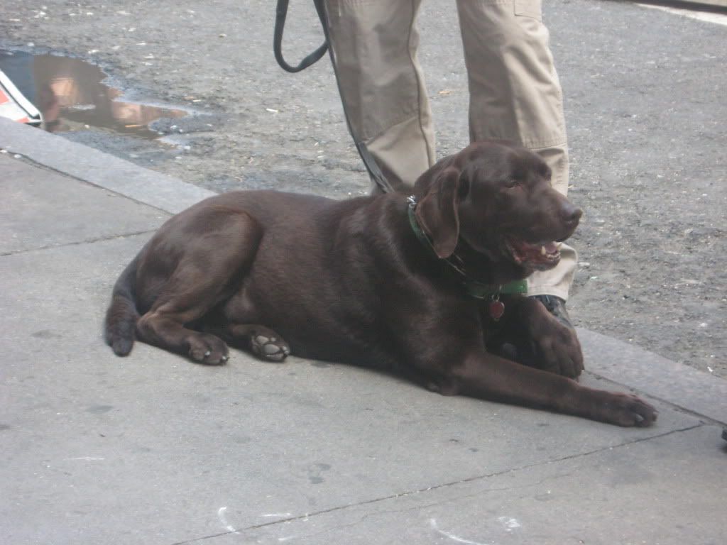 newyorkcity009.jpg picture by mydriene
