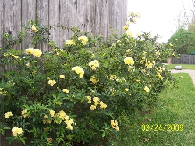 pics136.jpg picture by mydriene