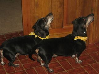 pupshomecoming001.jpg picture by mydriene