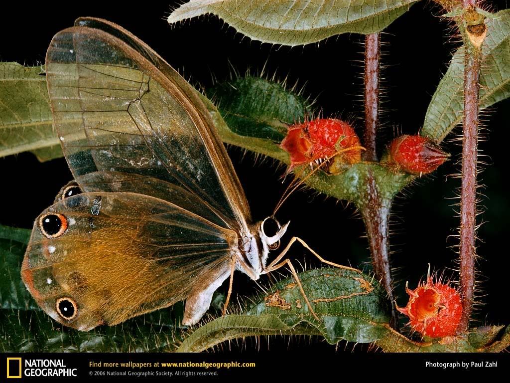 51 - National Geographic Images (Daily Update)