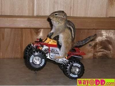 funny pictures motorcycle squirrel  - ... iffi Pic ...