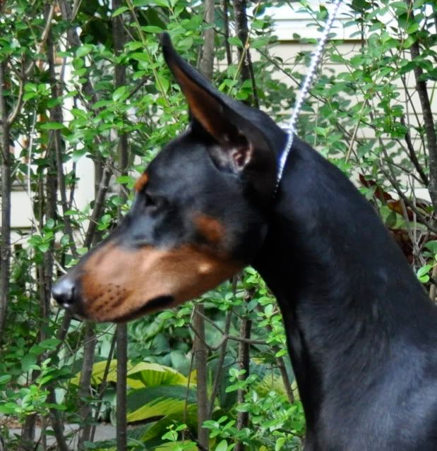Show Crop Ear Styles Doberman Forum Doberman Breed Dog Forums