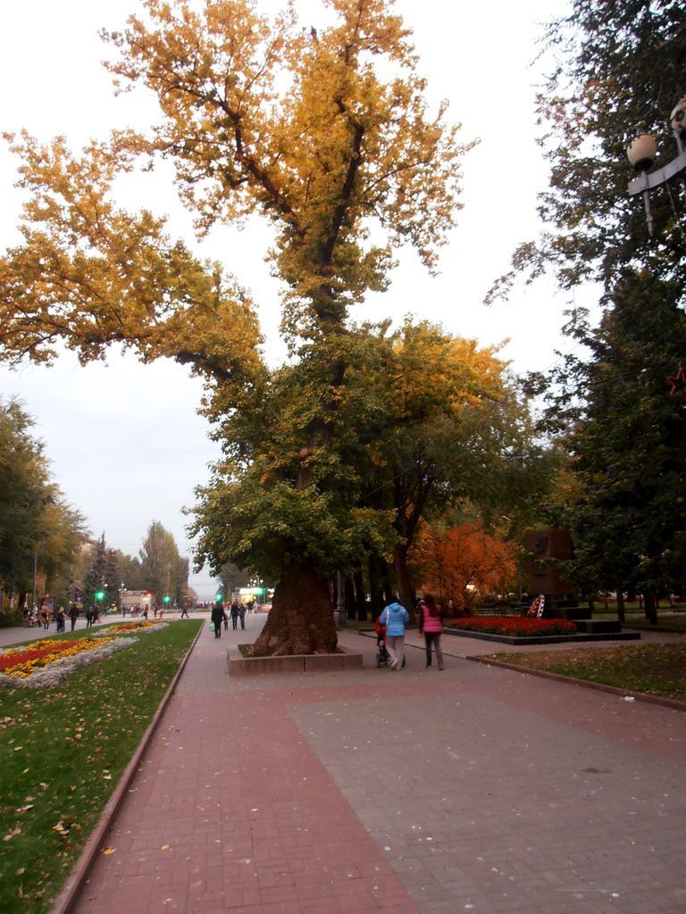 Тополь