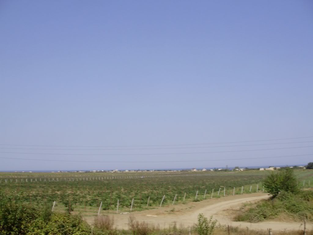 Виноградники