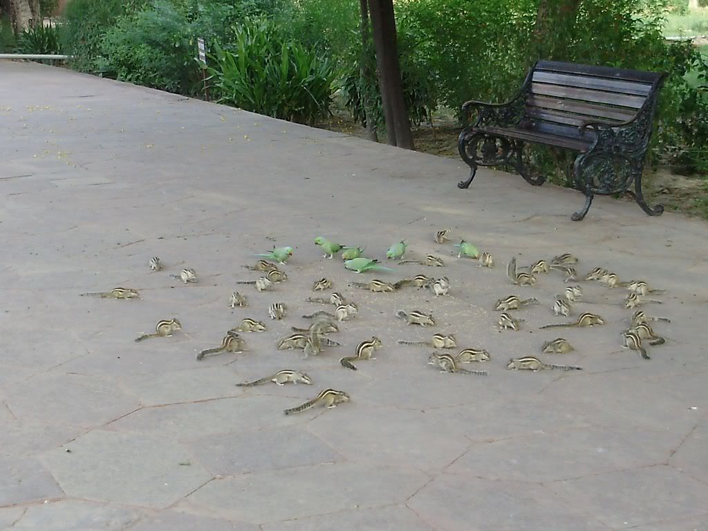 Кормёжка утренняя