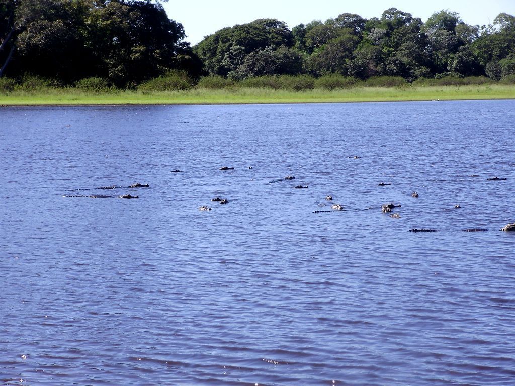 Кайманы в воде
