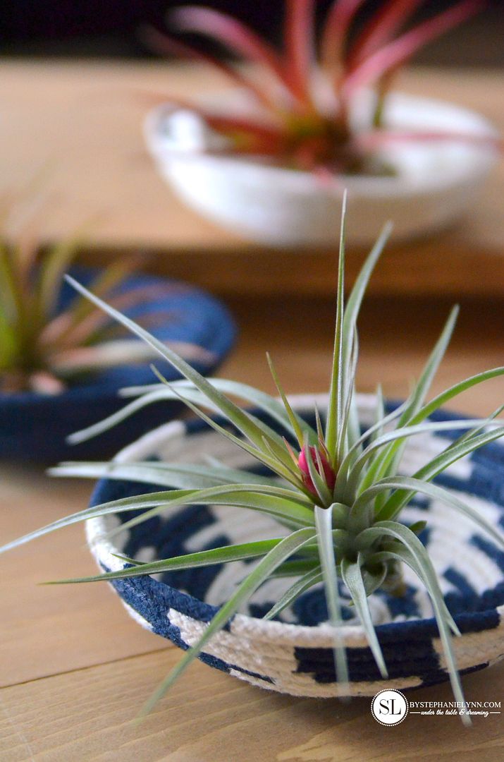Air Plant #diy Rope Bowls #michaelsmakers 