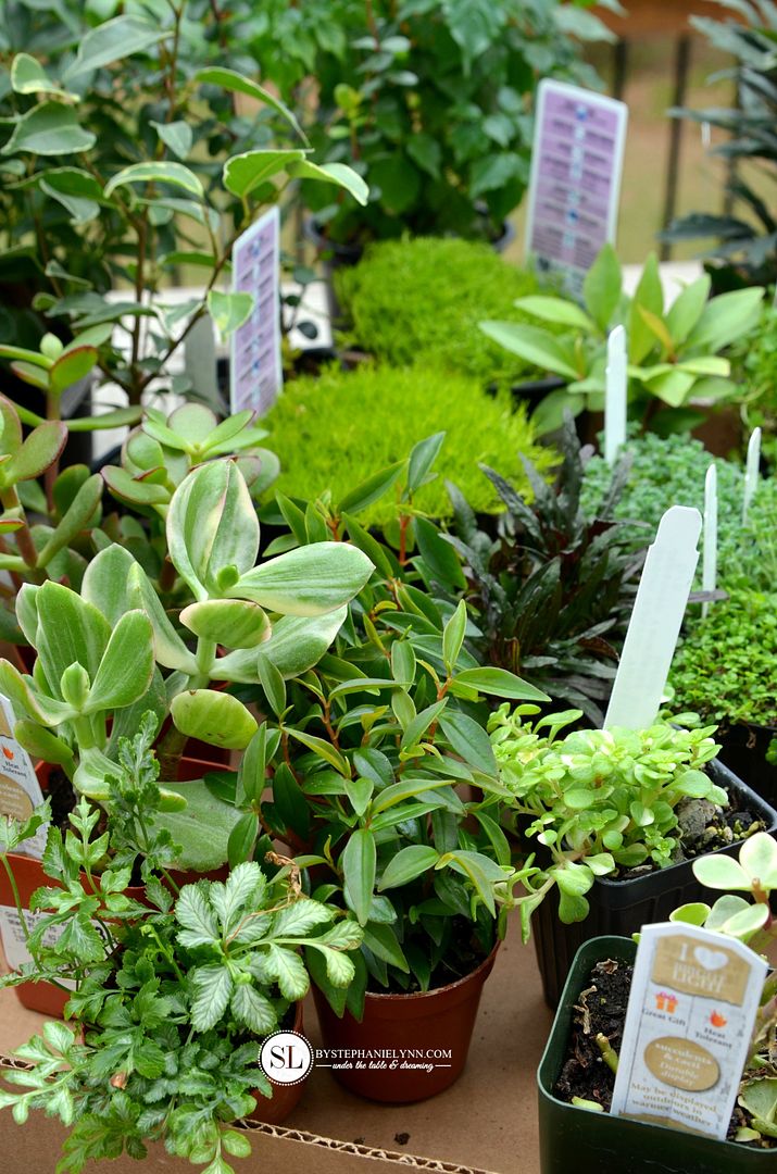 Choosing Mini fairy Garden Plants #michaelsmakers 