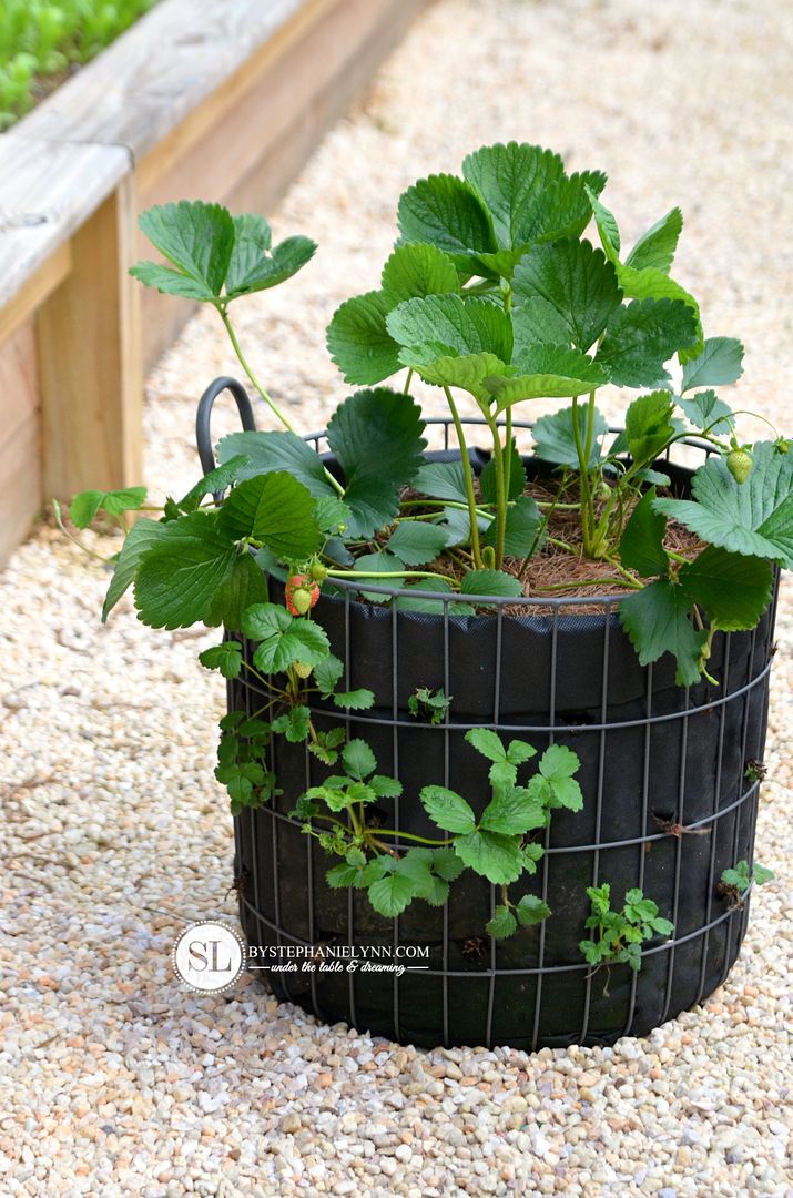Growing Strawberry Plants in a Basket 