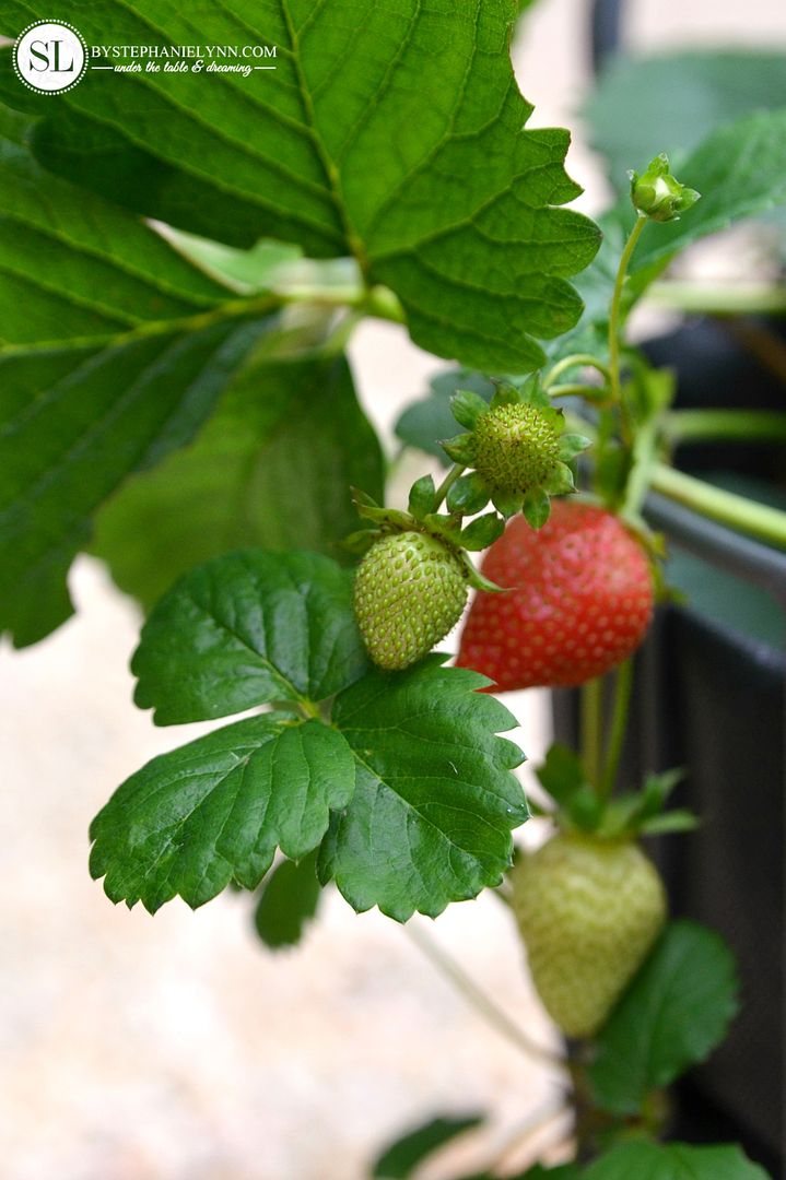 Growing Strawberry Plants 