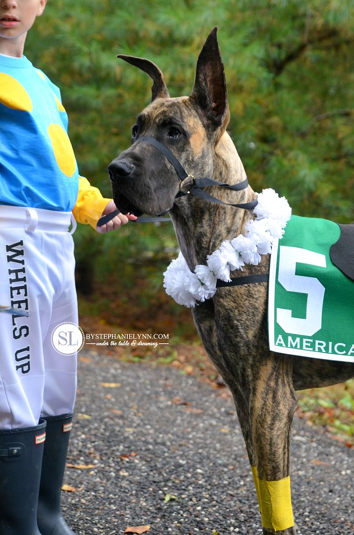 Homemade Race Horse Pet Costume DIY Dog Costume #michaelsmakers 