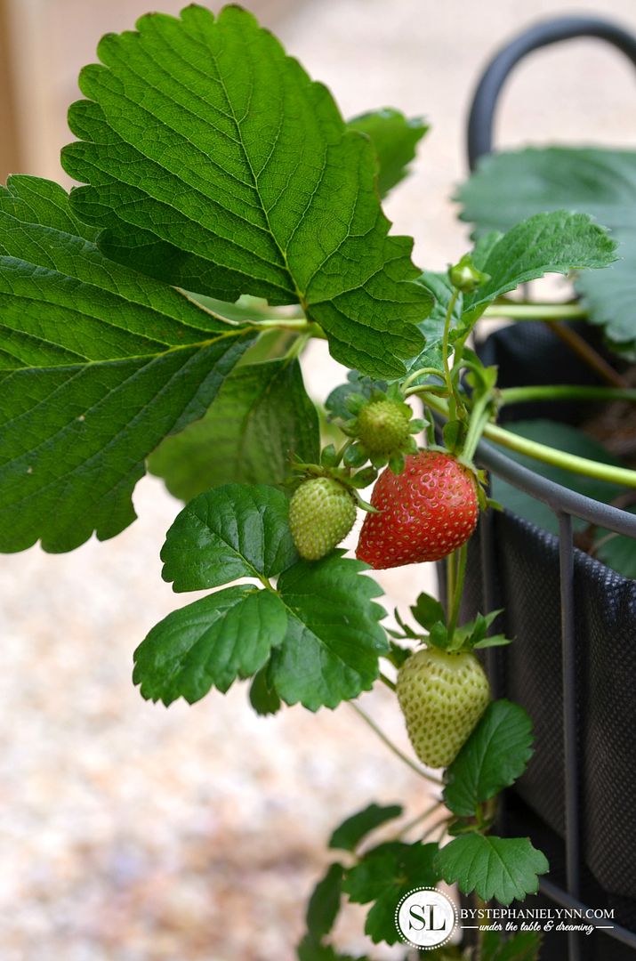 How to Grow Strawberries in a Basket 