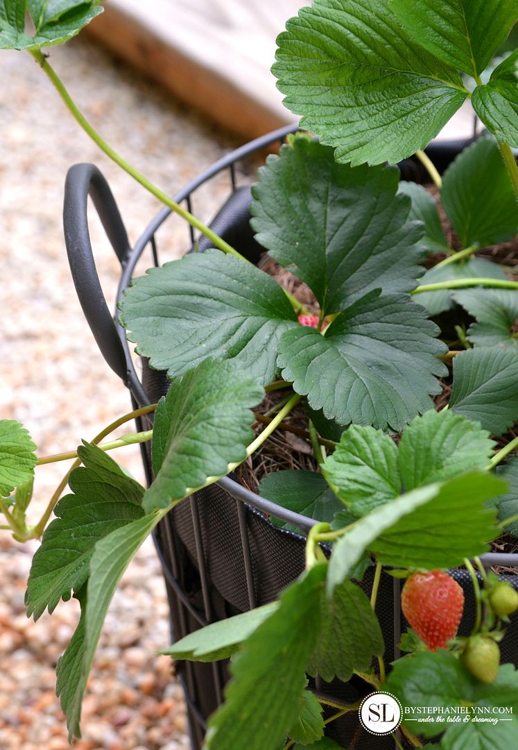 How to Plant a Strawberry Basket Tower