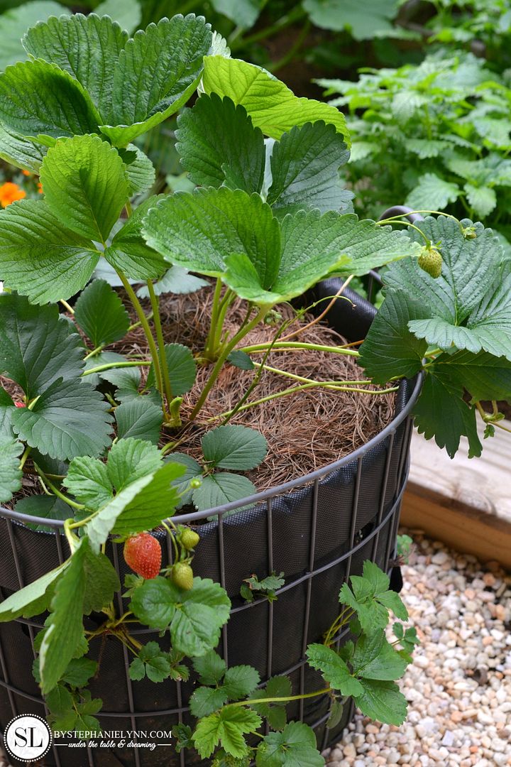 Planting a Strawberry Basket Tower