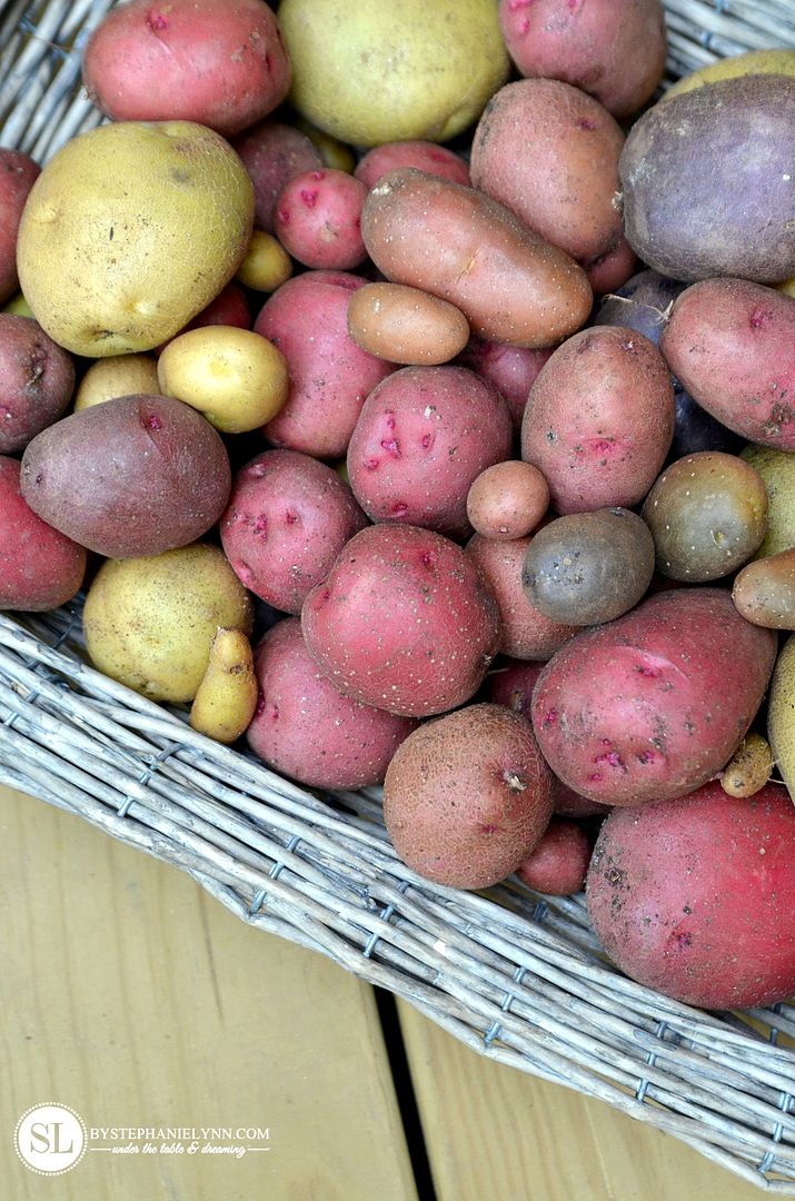 Potato Harvest from the Garden #michaelsmakers 
