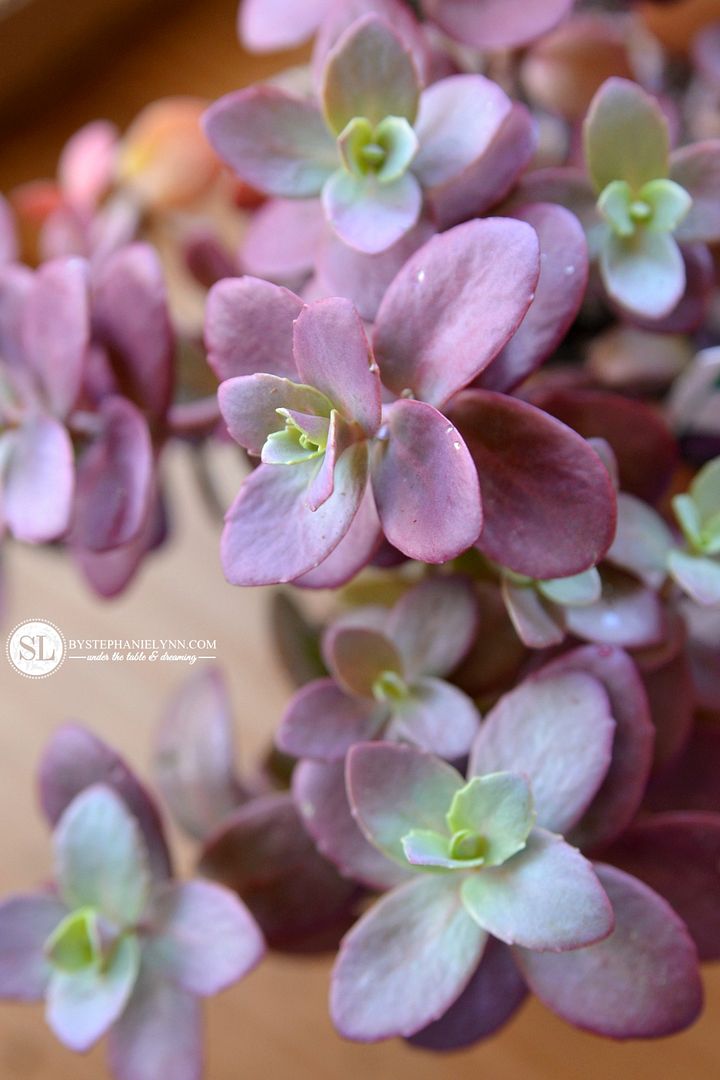 Container Plantings | front porch urns - bystephanielynn