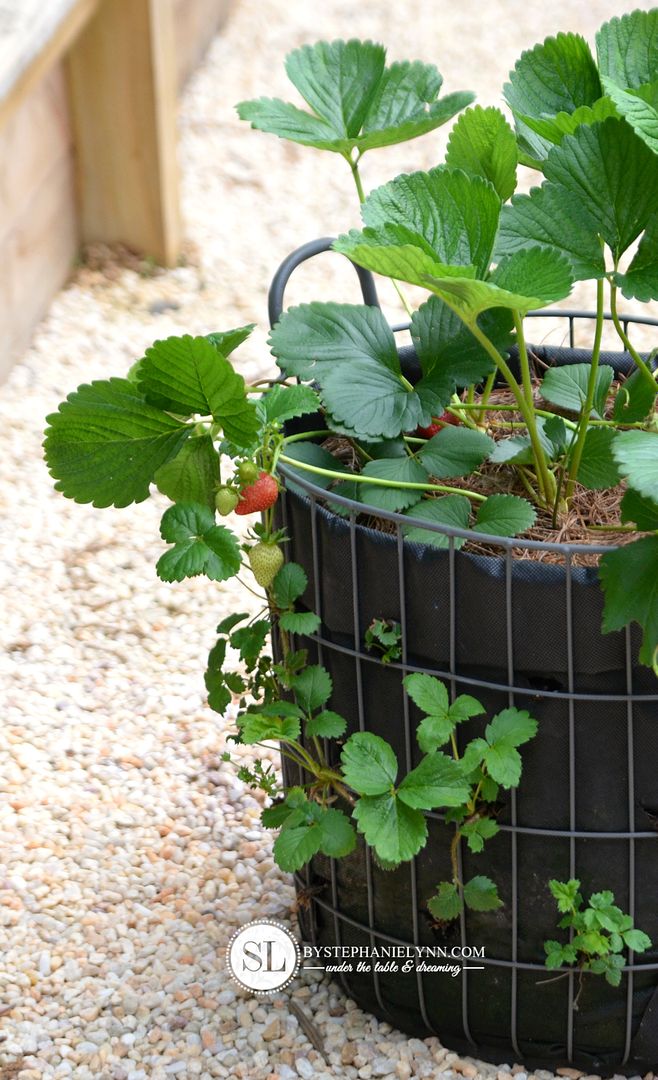 DIY Strawberry Growing Basket 