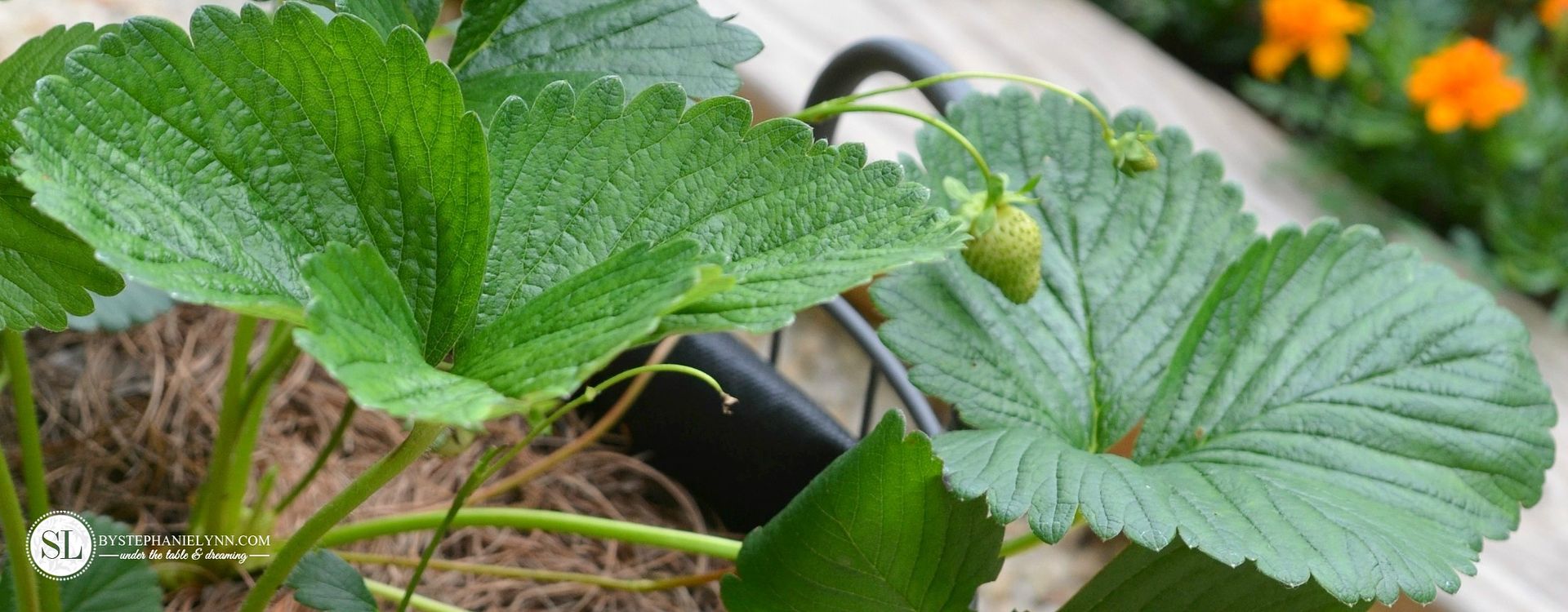 Strawberry Tower | how to grow strawberries in a basket #michaelsmakers 