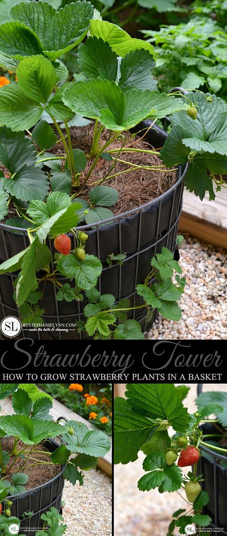 Strawberry Tower | How to grow strawberries in a basket