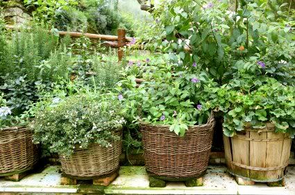 planting in baskets