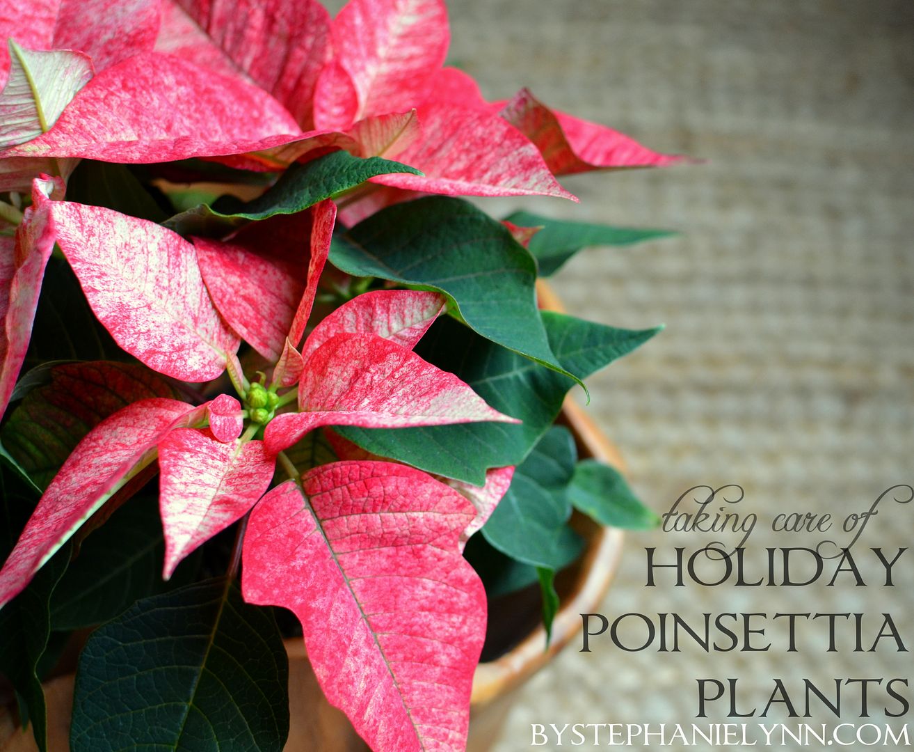 Tips for Taking Care of Holiday Poinsettia Plants: Tuesday Ten