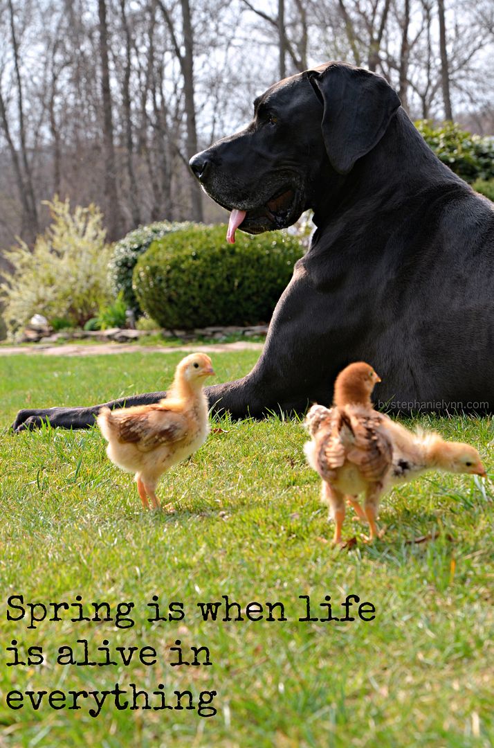 Spring is When Life is Alive in Everything